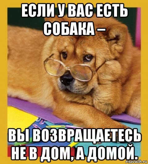 Псина мемы