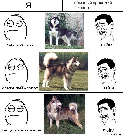 Смешная лайка