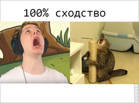 Кричащие коты мемы