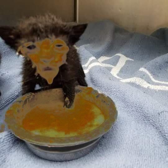 Котенок в сметане