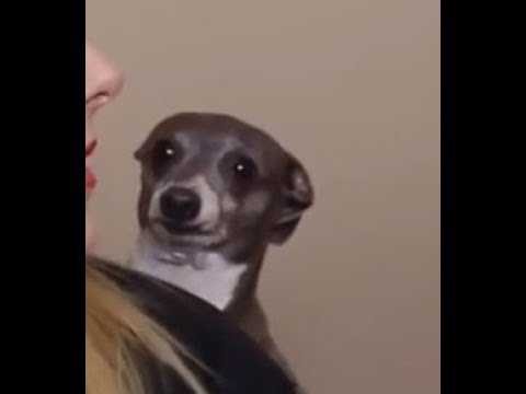 Собаки Дженны Марблс