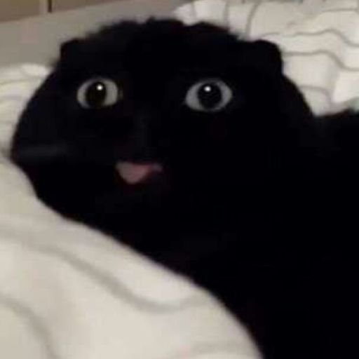 Черный кот с высунутым языком Мем