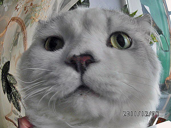 Кот в сметане Мем черный