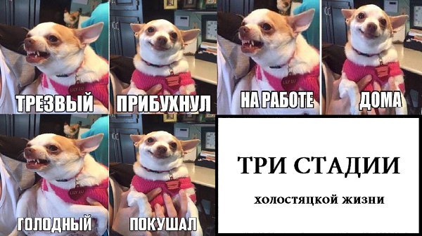 Мем с собакой прибухнул