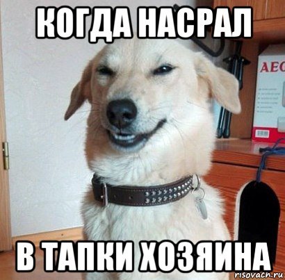 Собака нагадила