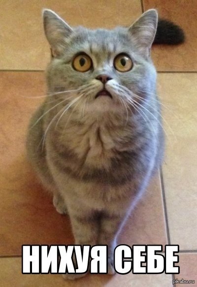 Удивленный кот Мем