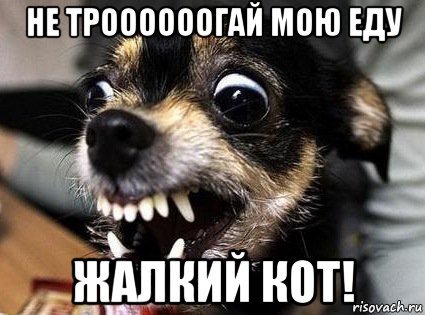 Собака голодный покушал