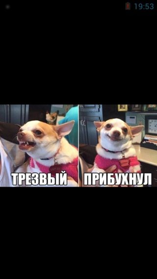 Злой прибухнул собака