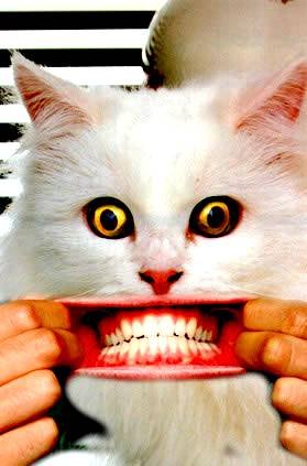 Котик с человеческими зубами