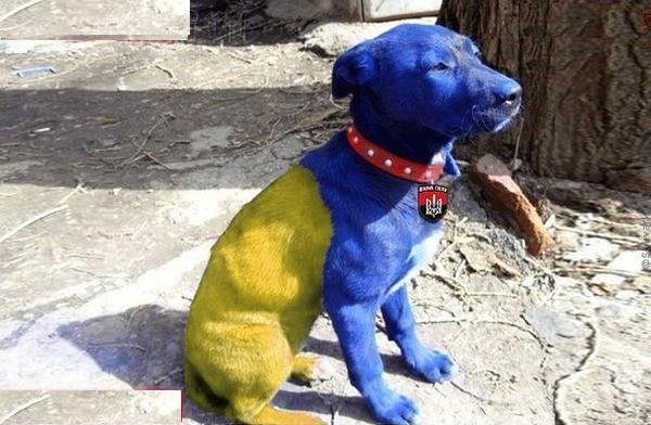 Собака с украинским флагом