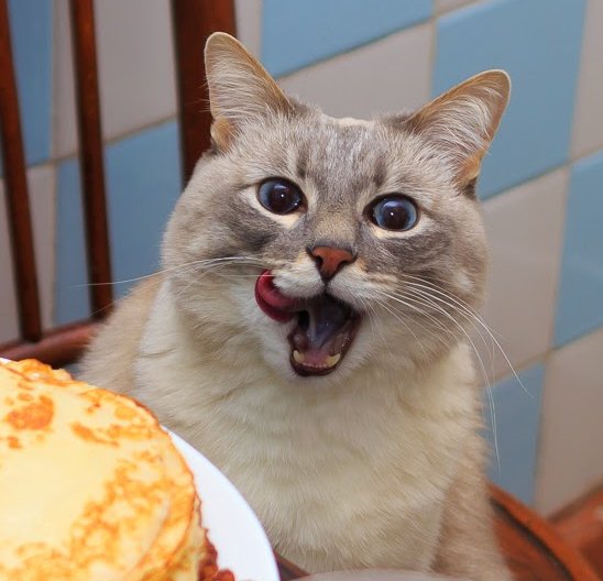 Довольный кот с блинами