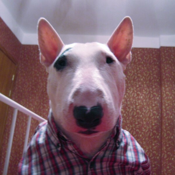 Собака с камерой