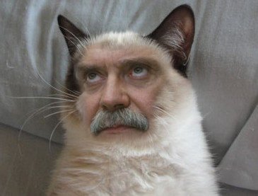 Кот с человеческими усами