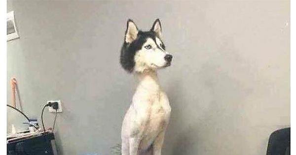 Обстриженная хаски