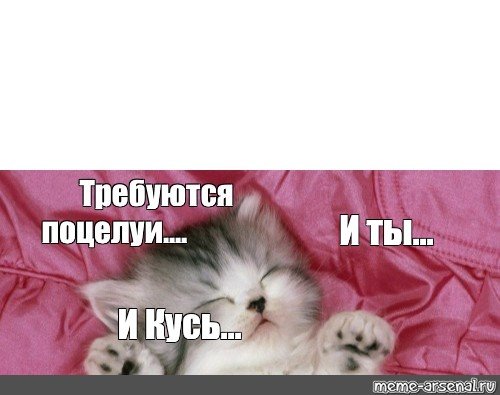 Спящие котики мемы