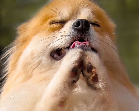 Просящая собака