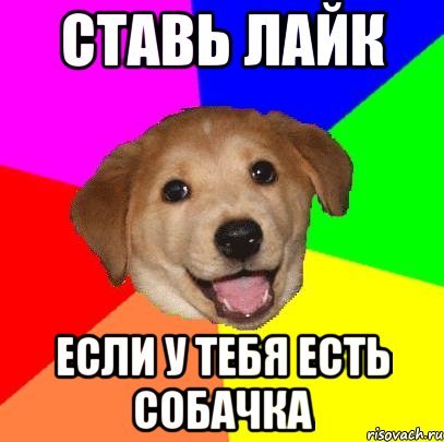 Собака из мемов