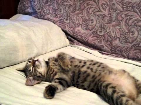 В Отрубе Мем с котом