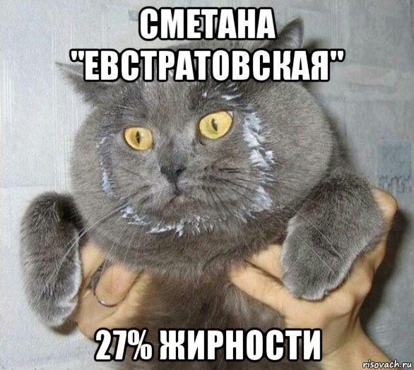 Кот в сметане