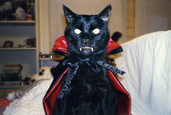 Граф Мрякула кот