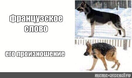 Собака Саня