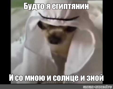 Собака в арабской шапке