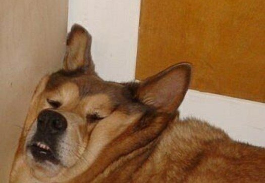 Собака спит Мем