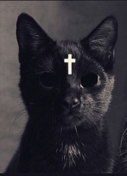 Коты с крестами