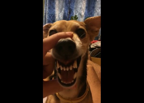 Собака ля ля ля