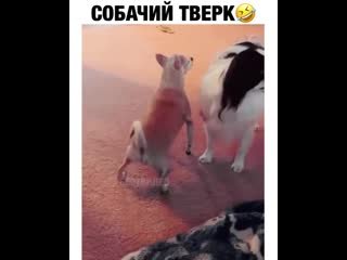 Собака тверкает Мем