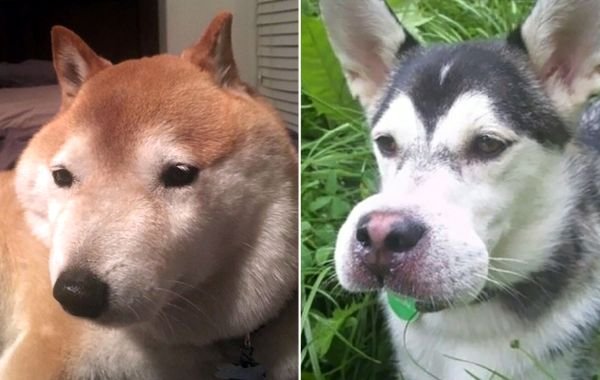 Собака котору укусиил ПЧЕЫ