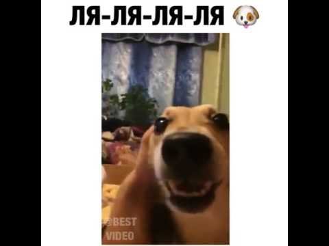 Собака говорит ляляля