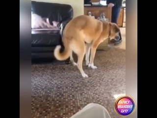 Собачка тверкает