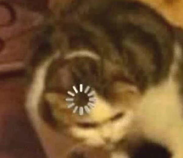 Кот загрузка