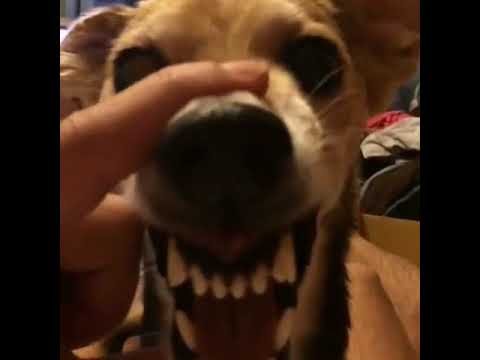 Собака ла ла