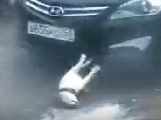 Собака и бутылка взорвалась