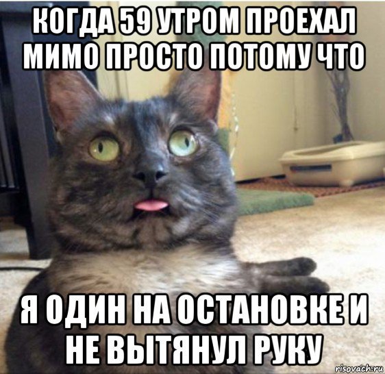 Котик красивое Мем