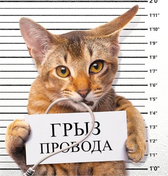 Грыз провода