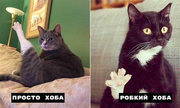 Хоба у котов