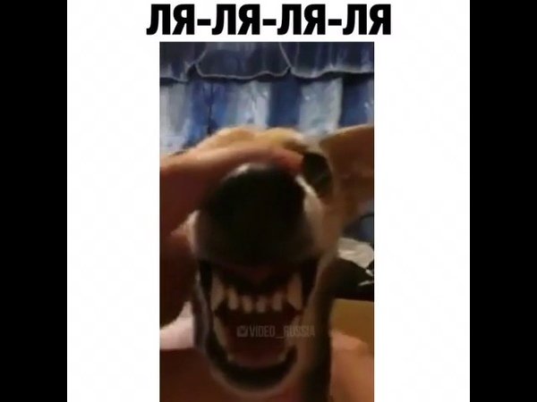 Собака говорит Ляля Лял ял ял