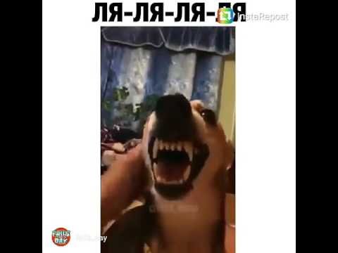 Собака говорит ляляля