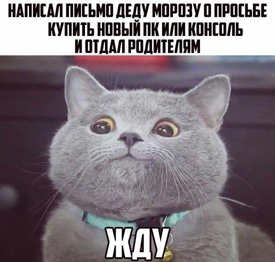 Мемы с хитрым котом