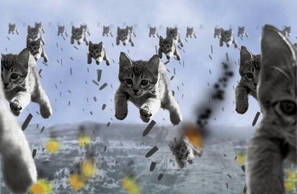 Кот военный