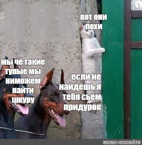 Кот прячется от доберманов