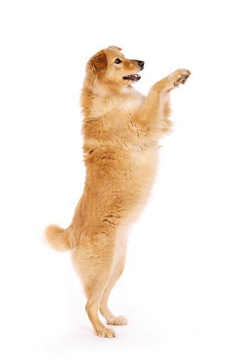 Самака на задних лапах