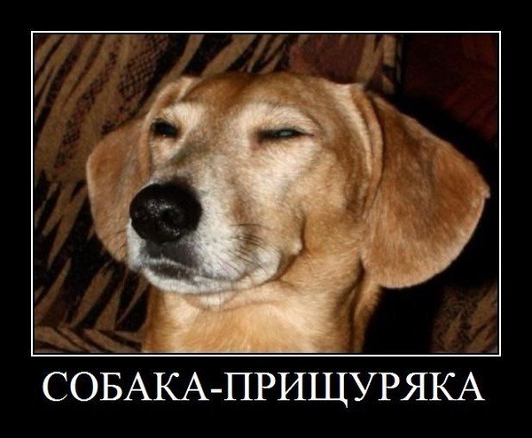 Собака обижака