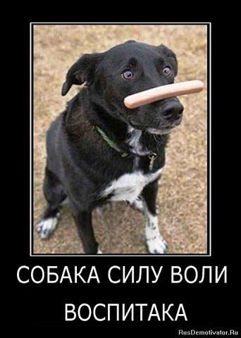 Собака УБИВАКА