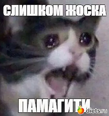 Спасите Мем с котом