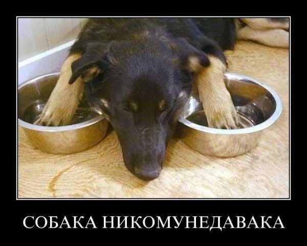 Демотиваторы с собаками смешные