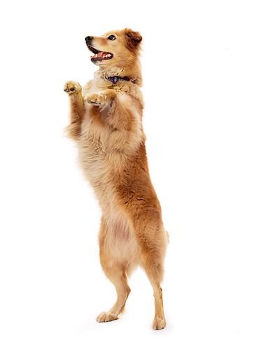 Собаки натзадних лапах